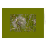 silver, gold, dandelion, seed, grass, grasses,