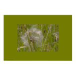 silver, gold, dandelion, seed, grass, grasses,