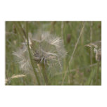 silver, gold, dandelion, seed, grass, grasses,