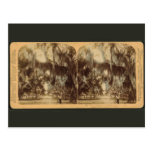Silvery Draperies of Daytona Postcard