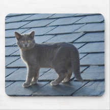 Silvery Grey Kitten Mouse Pad