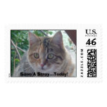 Simba Lou Stamps