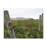 Simeonof Island Post Card