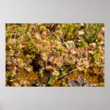 Simeonof Island Round-leaved Sundew Poster