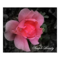 , Simple Beauty Matte Canvas Print