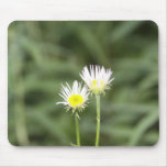 simple beauty