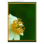 Simple Bloom cards