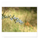 Simple Delight posters by sexycher Simple Delight posters