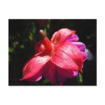 Simple fuschia postcard