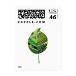 Simple Leaf Stamp