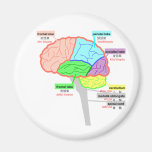 simple parts of the brain japanese refrigerator magnet