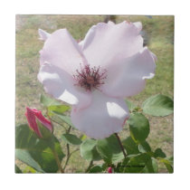 SIMPLE PINK ROSE CERAMIC TILE