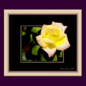 Simple rose posters