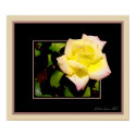 This print titled Simple rose print has a yellow rose that appears to be coming out and overlapping the frame.