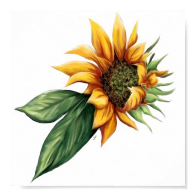 sunflower pictures to print. Sunflower Fine Art Print