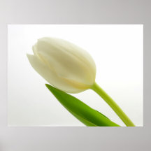 Simple Tulip Posters