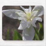 Simple White Heirloom (Cemetery) Iris