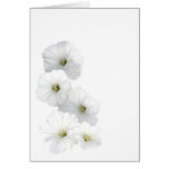 Simple white petunias greeting cards