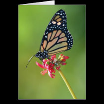 Simplicity cards