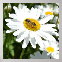 Simplicity Daisy Poster