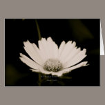 Simplicity cards