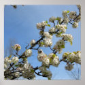 Simplicity of Spring posters