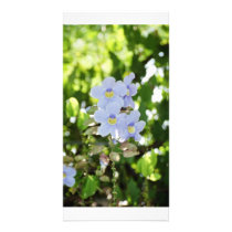 Simplicity Picture Card