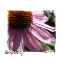 simplicity print