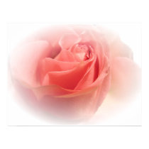 Simply a Rose posters