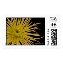 Simply Complicated Postage Stamp stamps