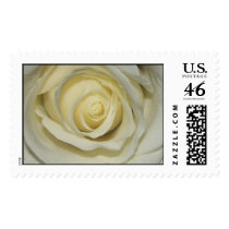 Simply Cream Rose stamps