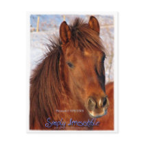 Simply Irresistible Rescue Horse Burrito postcards