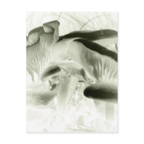simply mushrooms postcards