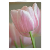 Simply Pink Tulip cards