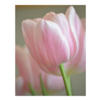 Simply Pink Tulip posters