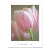 Simply Pink Tulip posters