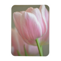 Simply Pink Tulip premium magnets