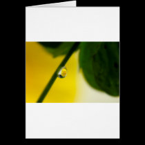 Simply Yellow cards