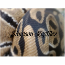 SimpsonReptiles2 photo sculptures
