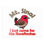 Sinai Rosefinches Postcard