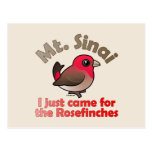 Sinai Rosefinches Postcard