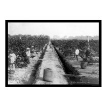 Singapore Coffee Plantation 1898 posters by lc_vintagephotos Singapore Coffee Plantation 1898 posters