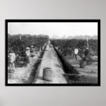 Singapore Coffee Plantation 1898 posters