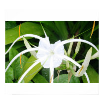 Singapore Lily posters by jayscott Singapore Lily posters