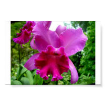Singapore Orchid 2 posters by bernie_lantz Singapore Orchid 2 posters