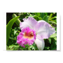 Singapore Orchid 3 posters by bernie_lantz Singapore Orchid 3 posters