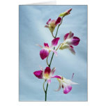 Singapore orchid flowers cards