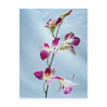 Singapore orchid flowers post card