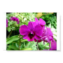Singapore Orchid posters