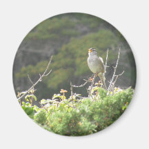 Singing Bird Magnet
